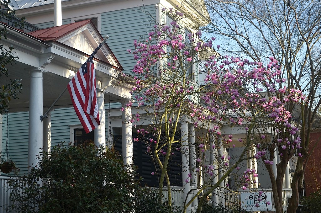 Japanese magnolia and crepe myrtle, historic district, Charleston, SC by congaree
