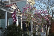 15th Mar 2015 - Japanese magnolia and crepe myrtle, historic district, Charleston, SC