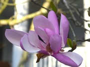 15th Mar 2015 - Japanese Magnolia bloom, historic district, Charleston, SC