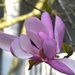 Japanese Magnolia bloom, historic district, Charleston, SC by congaree