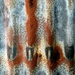 Corrugated rust by judithg