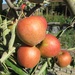 Apples by kiwiflora