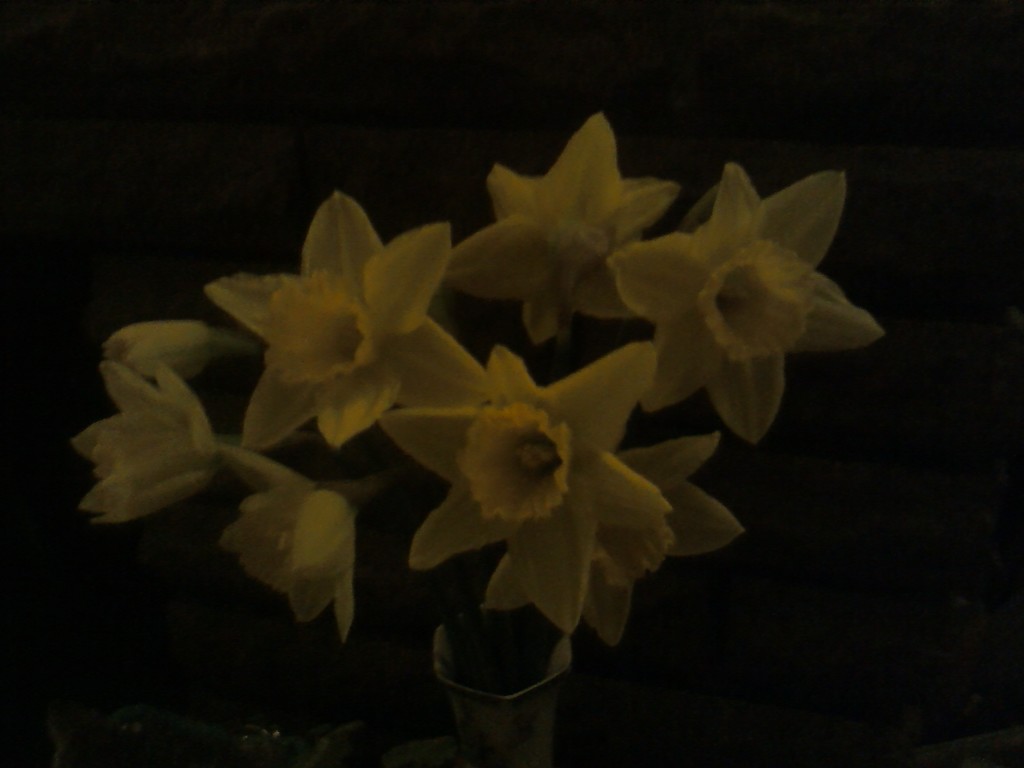 Daffodils shining out of the darkness. by grace55