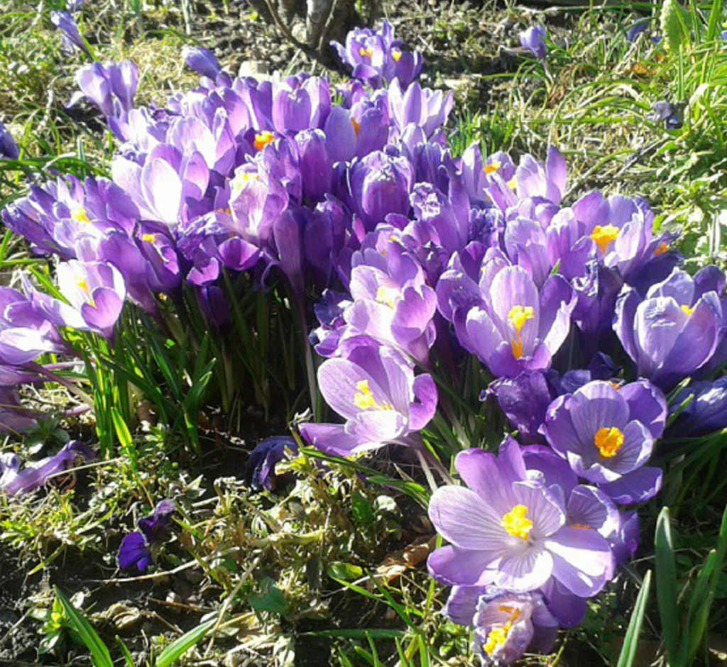 catch up with crocuses by sarah19