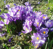 12th Mar 2015 - catch up with crocuses
