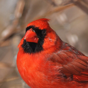 2nd Mar 2015 - Mr. Cardinal