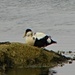 Eider Duck, Dornoch Firth by oldjosh