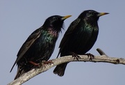 15th Mar 2015 - European Starlings