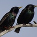 European Starlings by annepann
