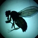 Drosophila melanogaster by gabis
