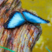 Blue Morpho by joysfocus