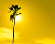 14th Mar 2015 - (Day 29) - Golden Palm