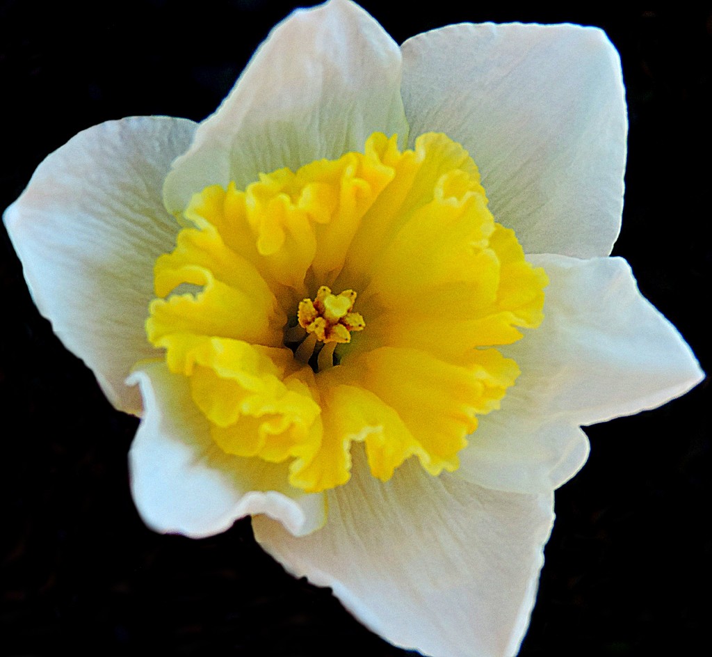 Face of a daffodil by homeschoolmom