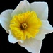 Face of a daffodil by homeschoolmom