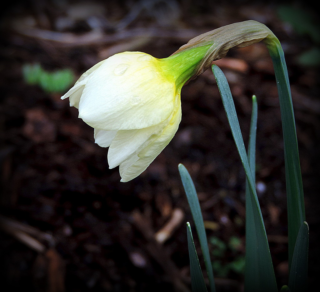 Profile of a Daffodil by homeschoolmom