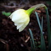 Profile of a Daffodil by homeschoolmom