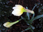 14th Mar 2015 - Daffodils after the rain