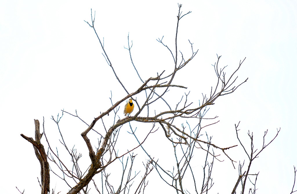 Meadowlark in Tree by kareenking