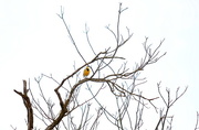 15th Mar 2015 - Meadowlark in Tree