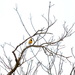 Meadowlark in Tree by kareenking