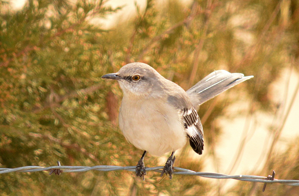 Northern Mockingbird by kareenking