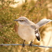 Northern Mockingbird by kareenking