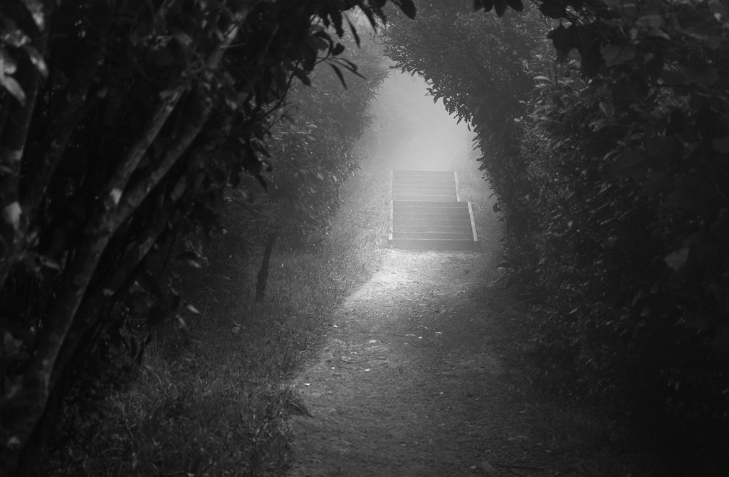 Foggy Path by yaorenliu