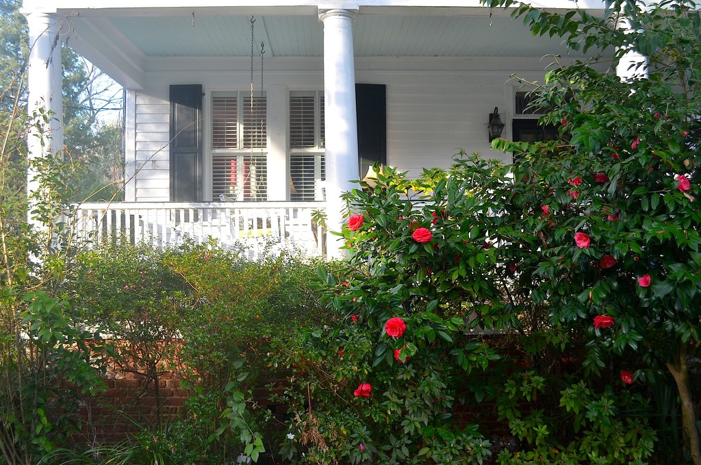Camellias and old house, HIstoric District, Charleston, SC by congaree