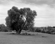 16th Mar 2015 - Sheep under an old olive tree