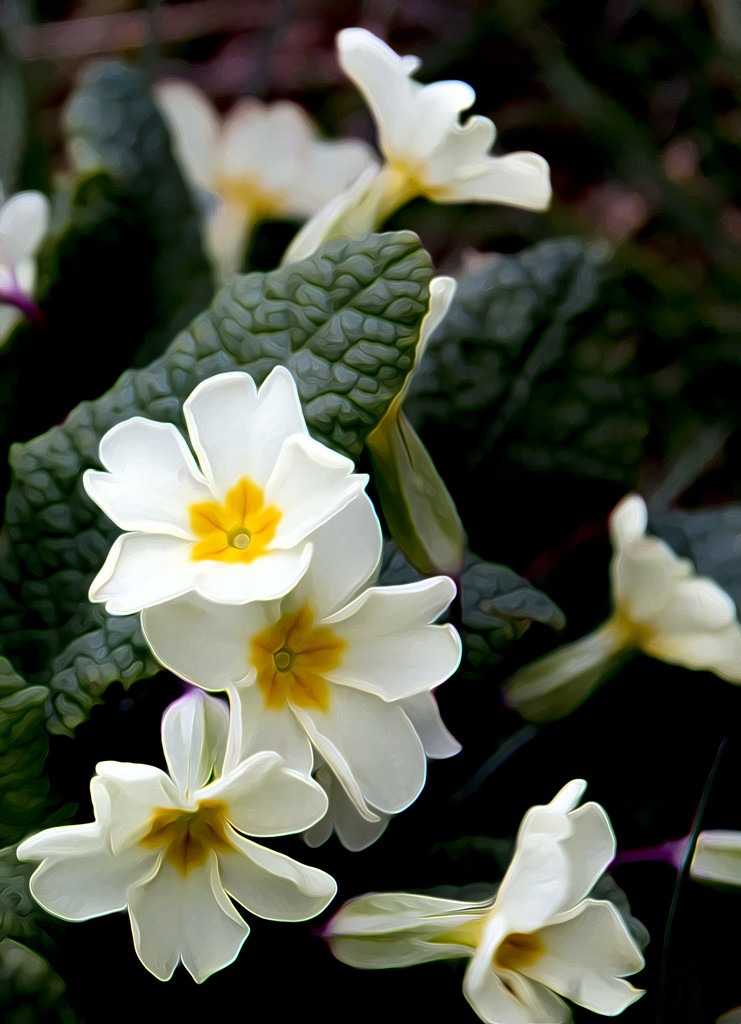 Primrose or Primula? by shepherdmanswife