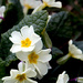 Primrose or Primula? by shepherdmanswife
