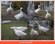 16th Mar 2015 - my goosey friends of North Pond