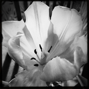 16th Mar 2015 - Tulip In Black And White