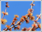 14th Mar 2015 - Tree in bloom!