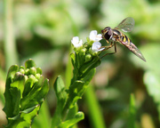 16th Mar 2015 - Sunshine, wildflowers, and a hoverfly