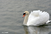 16th Mar 2015 - Swan Lake