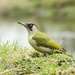 Green woodpecker by barrowlane