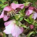 pink hellebores by callymazoo