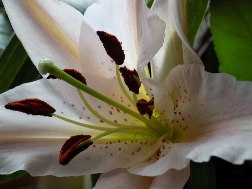 Lily by flowerfairyann