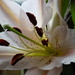Lily by flowerfairyann