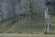 16th Mar 2015 - early morning stags at Ardtornish