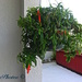 Goldfish plant by stcyr1up