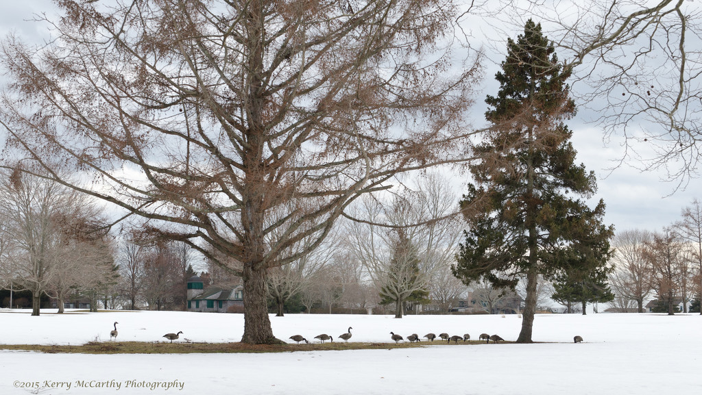 Geese on the golf course by mccarth1