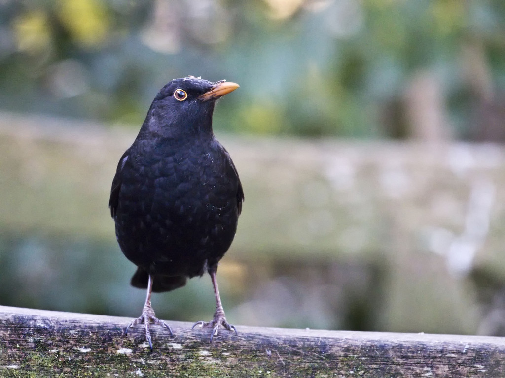 The Blackbird. by gamelee