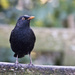 The Blackbird. by gamelee