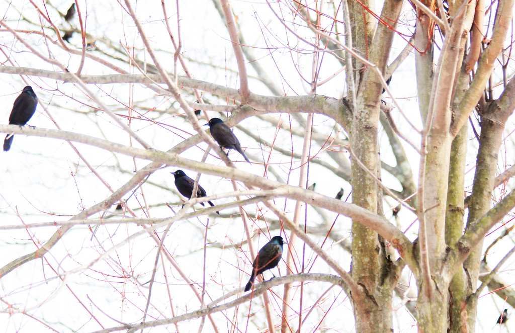 Blackbirds Making Their Spring Journey Home by mzzhope