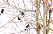 16th Mar 2015 - Blackbirds Making Their Spring Journey Home
