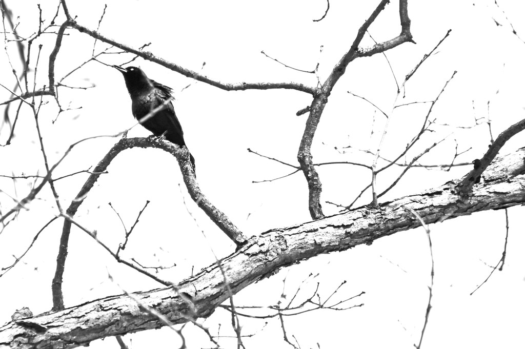 Grackle on a Branch by mzzhope
