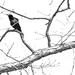 Grackle on a Branch by mzzhope