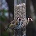 16 March 2015 Goldfinches feeding by lavenderhouse